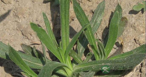 面条菜的吃法_哪些人不能吃面条菜