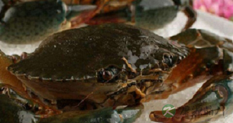 踞缘青蟹的营养价值_吃踞缘青蟹的好处 踞缘青蟹的营养价值_吃踞缘青蟹的好处