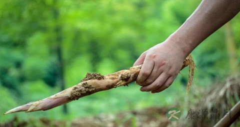 鞭笋的营养价值_吃鞭笋的好处