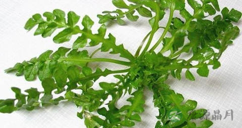 荠菜需要焯水吗