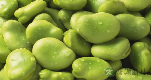 蚕豆怎么煮不会发黑