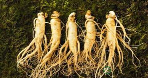 人参的吃法_哪些人不能吃人参