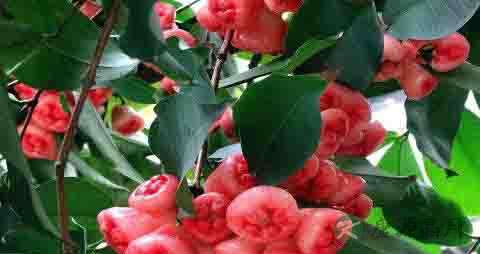 空心果的营养价值_吃空心果的好处