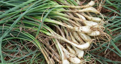 茭头的吃法_哪些人不能吃茭头