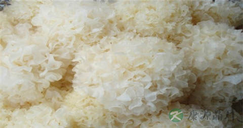 白木耳的吃法_哪些人不能吃白木耳