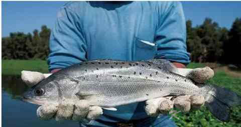 鲈花的营养价值_吃鲈花的好处