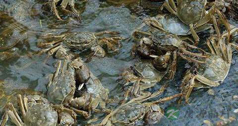 蒸螃蟹的家常做法 蒸螃蟹的家常做法