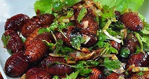 蝉蛹的营养价值_吃蝉蛹的好处