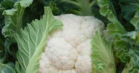 白花椰菜的吃法_哪些人不能吃白花椰菜 白花椰菜的吃法_哪些人不能吃白花椰菜