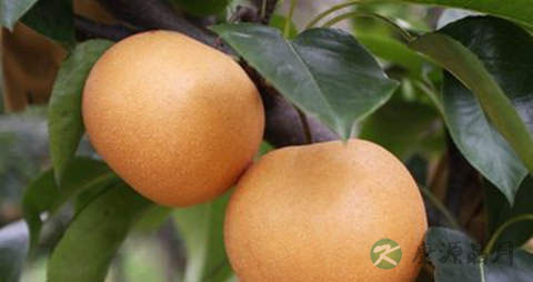 鹅黄梨的营养价值_吃鹅黄梨的好处