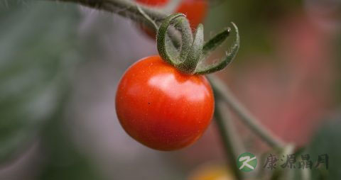 西红柿怎么选