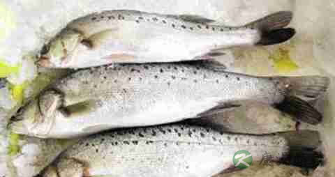 海鲈鱼的吃法_哪些人不能吃海鲈鱼