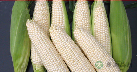糯玉米的吃法_哪些人不能吃糯玉米