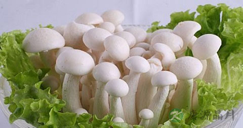 炒白玉菇用焯水吗 炒白玉菇用焯水吗