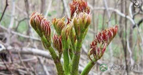 绿牡丹的吃法_哪些人不能吃绿牡丹