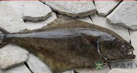 鲱鱼的营养价值_吃鲱鱼的好处