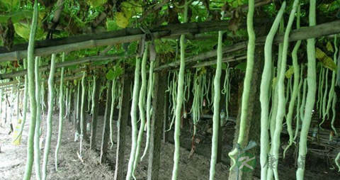 蛇瓜的营养价值_吃蛇瓜的好处