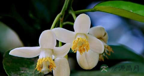 沙田柚的营养价值_吃沙田柚的好处