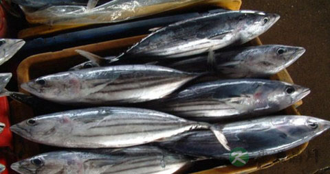 鲣鱼的吃法_哪些人不能吃鲣鱼 鲣鱼的吃法_哪些人不能吃鲣鱼