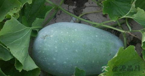 冬瓜皮的营养价值_吃冬瓜皮的好处