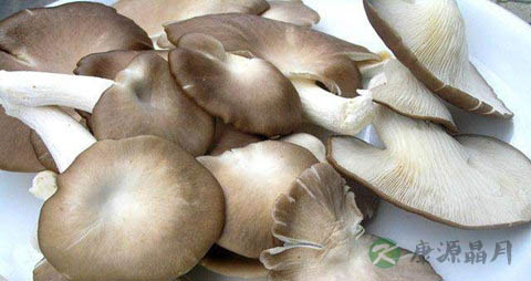 台湾平菇的吃法_哪些人不能吃台湾平菇