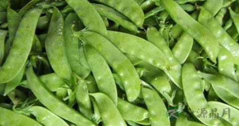 荷兰豆不熟有毒吗