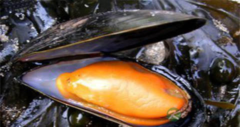 鲜贻贝的营养价值_吃鲜贻贝的好处