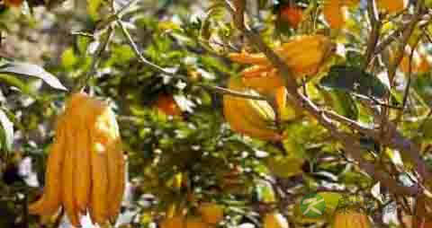 佛手柑的吃法_哪些人不能吃佛手柑