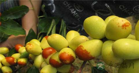 梨枣的营养价值_吃梨枣的好处