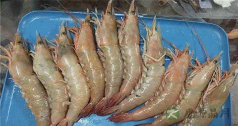 大海虾的吃法_哪些人不能吃大海虾 大海虾的吃法_哪些人不能吃大海虾