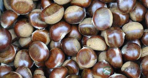 板栗的保存方法 板栗的保存方法