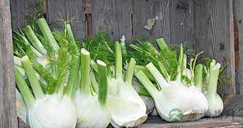 芜菁甘蓝的营养价值_吃芜菁甘蓝的好处 芜菁甘蓝的营养价值_吃芜菁甘蓝的好处