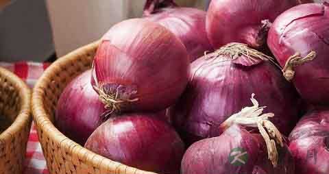 意大利红洋葱的吃法_哪些人不能吃意大利红洋葱 意大利红洋葱的吃法_哪些人不能吃意大利红洋葱