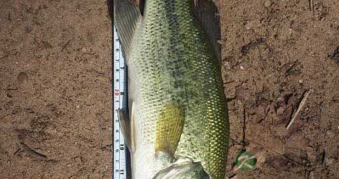 鱼胶是鱼的哪个部位