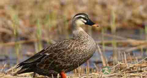 麻鸭的营养价值_吃麻鸭的好处