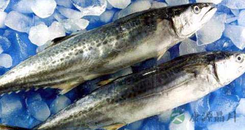 鲅鱼的营养价值_吃鲅鱼的好处