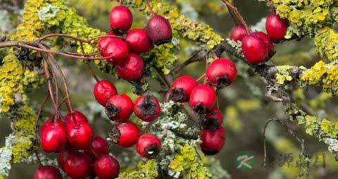 怎么熬糖浆做糖葫芦 怎么熬糖浆做糖葫芦