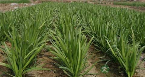 韭菜花的营养价值_吃韭菜花的好处