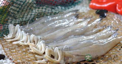 九兔鱼的营养价值_吃九兔鱼的好处