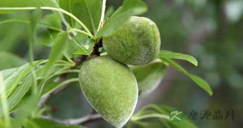 巴旦木的营养价值_吃巴旦木的好处