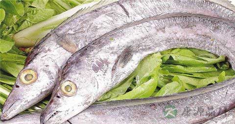 带鱼鳞的营养价值 带鱼鳞的营养价值