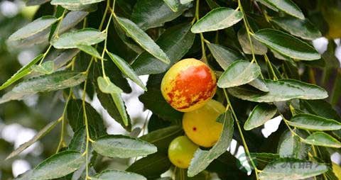 青枣的营养价值_吃青枣的好处