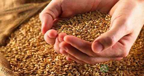 淮小麦与浮小麦的区别