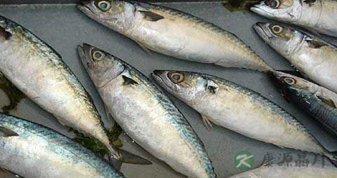 鲐巴鱼的吃法_哪些人不能吃鲐巴鱼