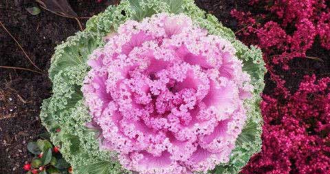 羽衣甘蓝的营养价值_吃羽衣甘蓝的好处