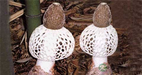 棘托竹荪的营养价值_吃棘托竹荪的好处