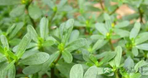 鲜马齿苋怎么吃对肠炎好