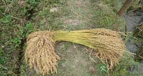 早糯谷的吃法_哪些人不能吃早糯谷