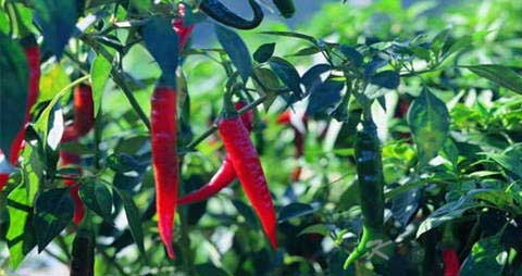 辣椒的吃法_哪些人不能吃辣椒