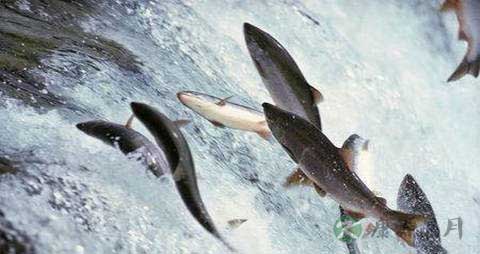 大麻哈鱼的营养价值_吃大麻哈鱼的好处